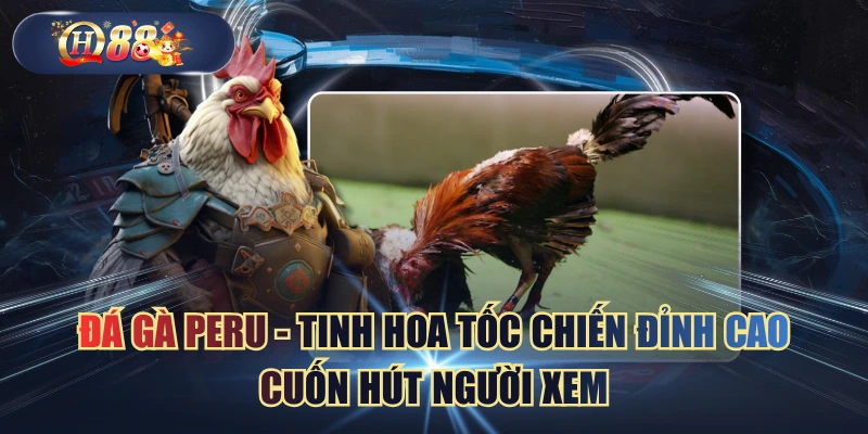 Đá Gà Peru - Tinh Hoa Tốc Chiến Đỉnh Cao Cuốn Hút Người Xem