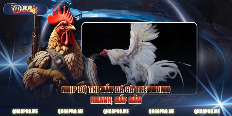 Nhịp độ thi đấu đá gà tre Thomo nhanh, hấp dẫn