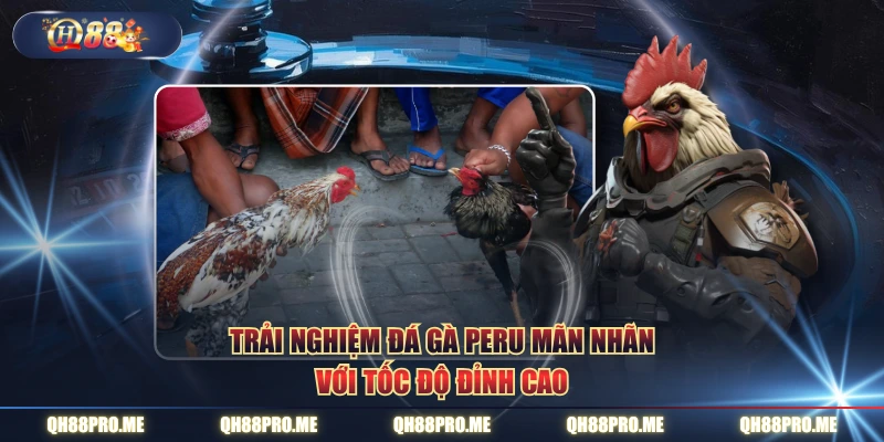 Trải nghiệm đá gà Peru mãn nhãn với tốc độ đỉnh cao